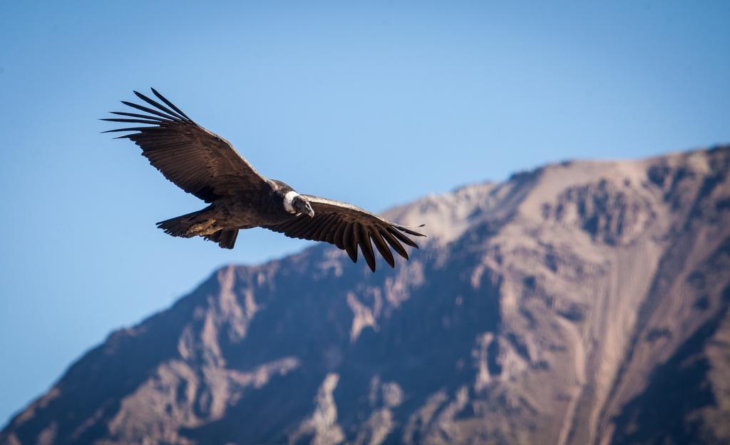 Eco Inn Colca Yanque Exteriör bild
