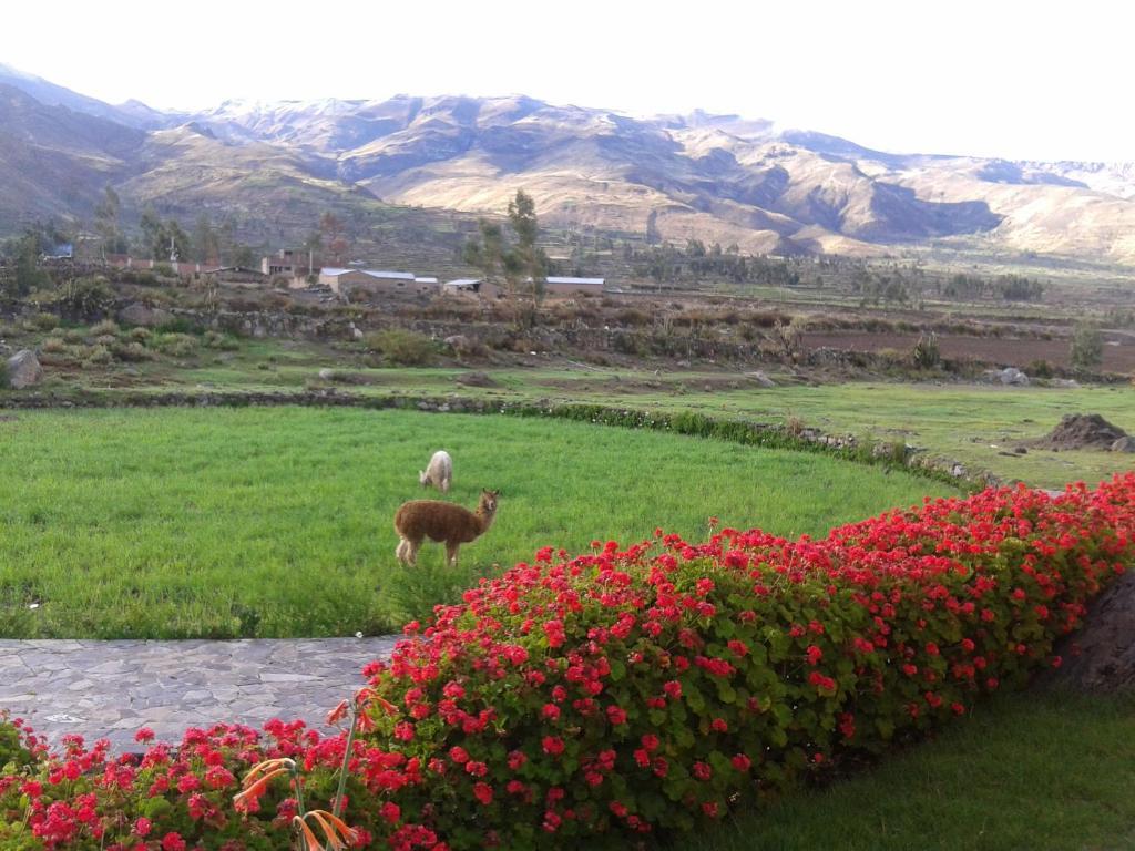 Eco Inn Colca Yanque Exteriör bild
