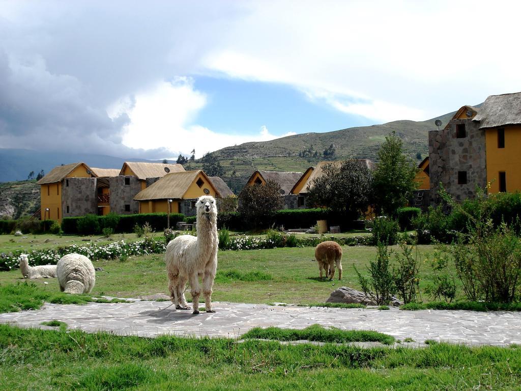 Eco Inn Colca Yanque Exteriör bild